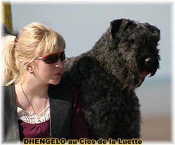  Bouvier des Flandres expositions tous primés